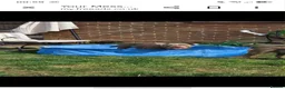 Dorset Olde Tyme Bulldogge dogs for sale: 10 month Dorset bulldog URGENT - Advert 7