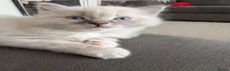 Ragdoll cats for sale: 😺Sweet affectionate Blue Ragdoll kitten 🐾 ! in Matlock - Advert 4