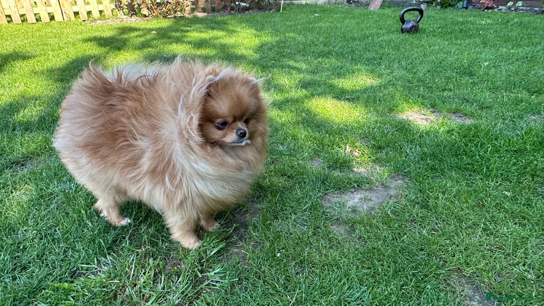 Pomeranian dogs for stud: 1.6kg Chocolate producer ovulation test included  - Image 2