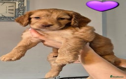 Cockapoo dogs for sale: F1B Cockapoo's - Image 3