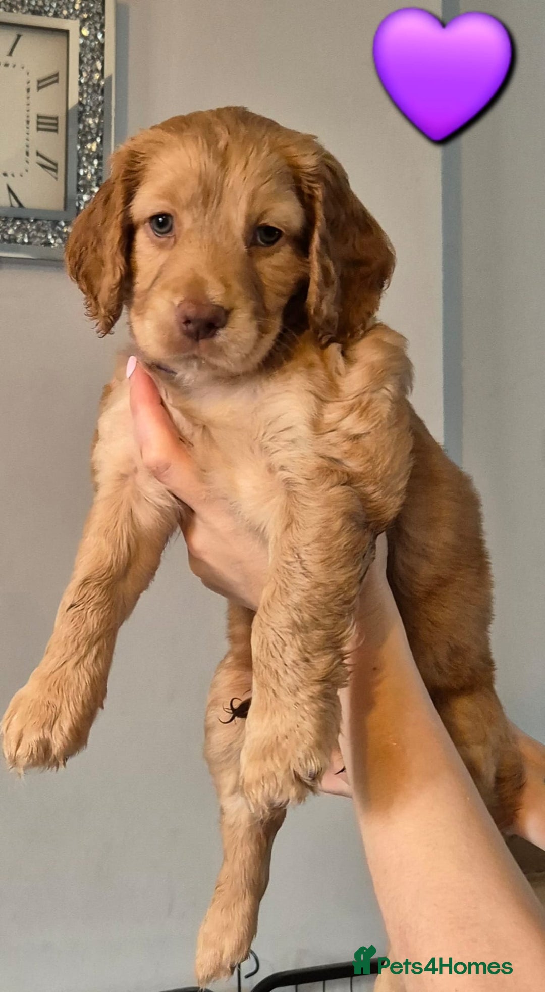 Cockapoo dogs for sale: F1B Cockapoo's - Image 3