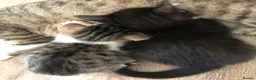 Mixed Breed cats for sale: Kittens - Advert 11
