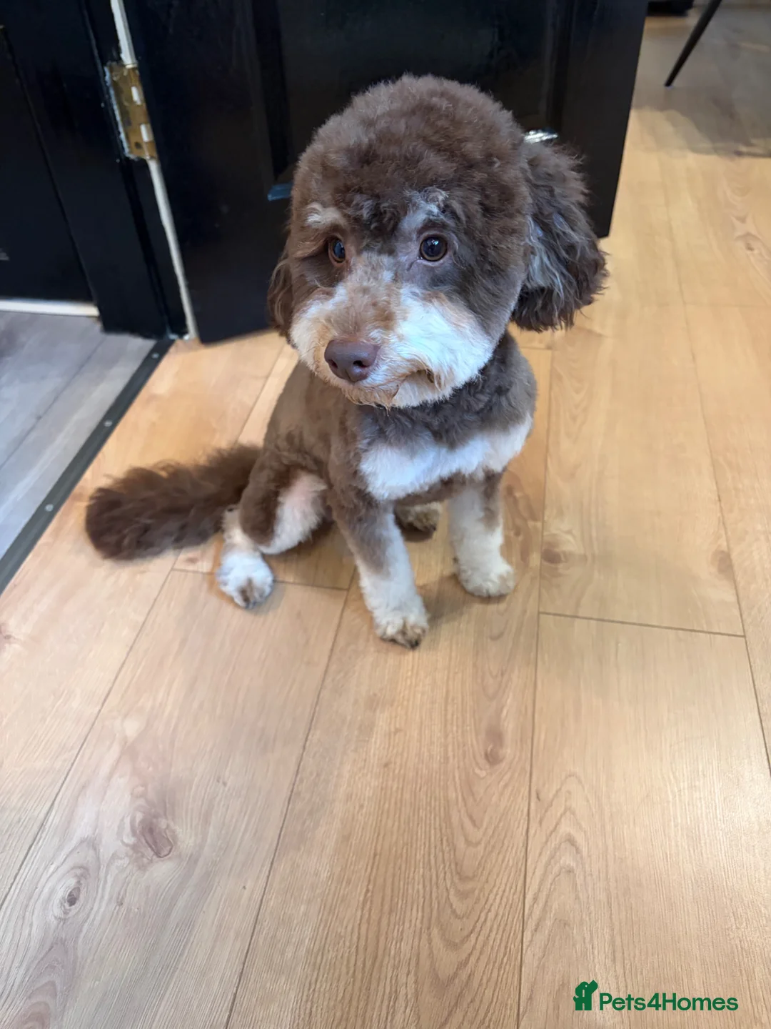 Cockapoo dogs for sale: Beautiful Cockapoo male in Braintree - Advert 4