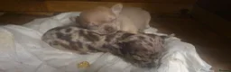 Chihuahua dogs for sale: Stunning chihuahuas  - Advert 2