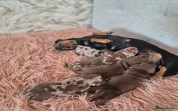 Dachshund dogs for sale: Miniature dachshund puppies PRA CLR - Image 13