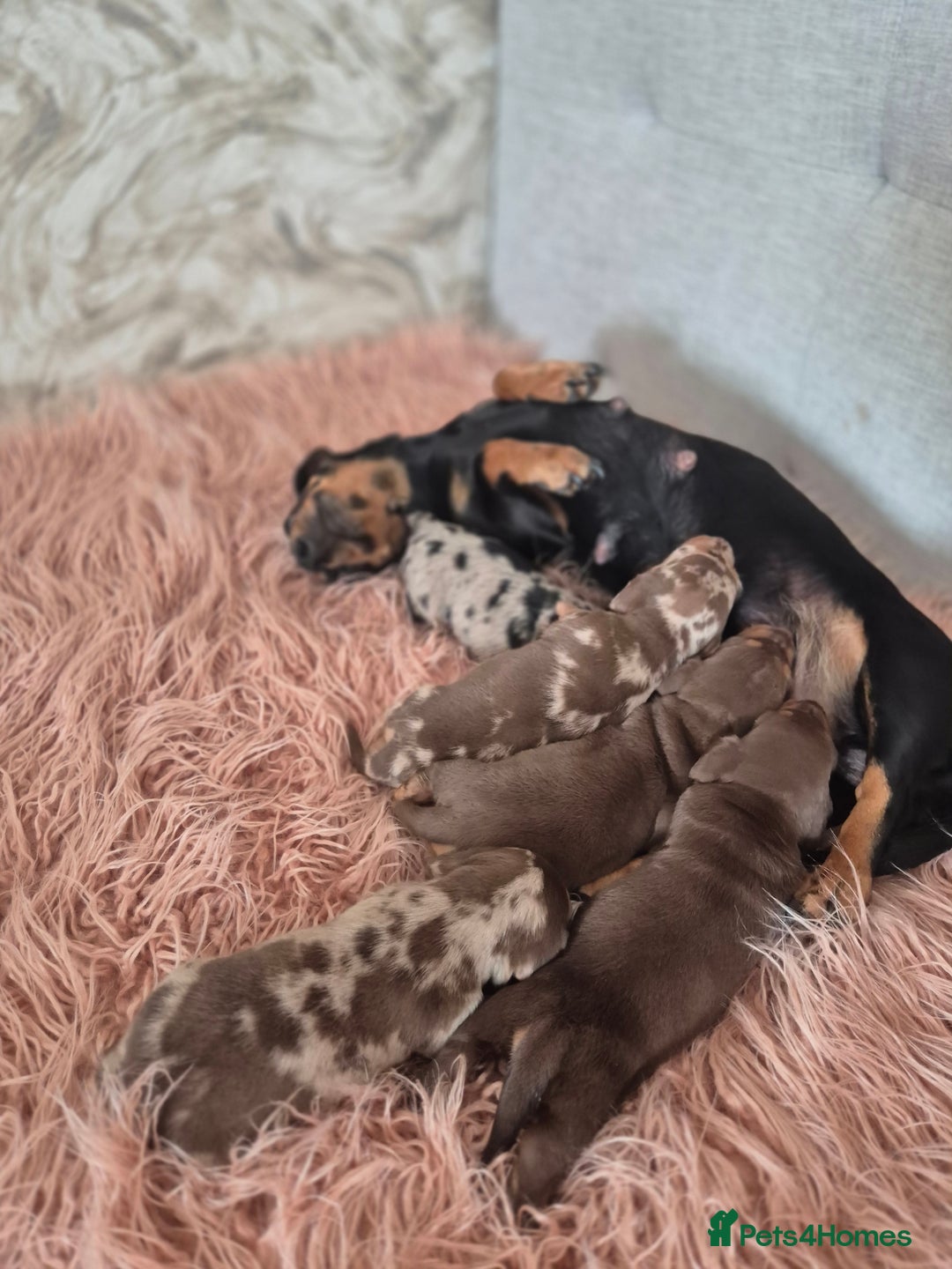 Dachshund dogs for sale: Miniature dachshund puppies PRA CLR - Image 13