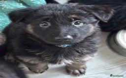 German Shepherd dogs for sale: Stunning long haired chunky German Shepard pups.  - Image 3