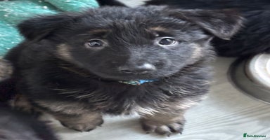 German Shepherd dogs - Advert 15