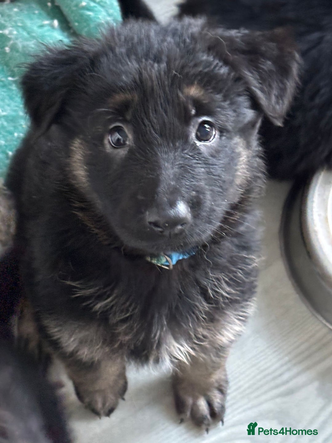 German Shepherd dogs for sale: Stunning long haired chunky German Shepard pups.  - Image 3