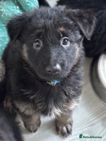 German Shepherd dogs - Advert 2