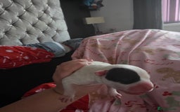 Mixed Breed dogs for sale: Staff x american bull dog puppies - Advert 5