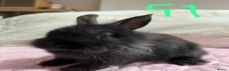 Lionhead rabbits for sale: Netherland dwarf lionhead mix ready for homes  - Advert 3