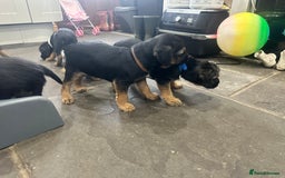 Border Terrier dogs for sale: Border Terrier Pups -Beautiful Pedigree  - Image 30