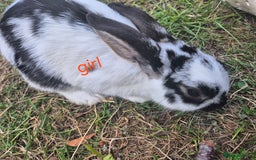English rabbits for sale: Bunnies available - Image 1