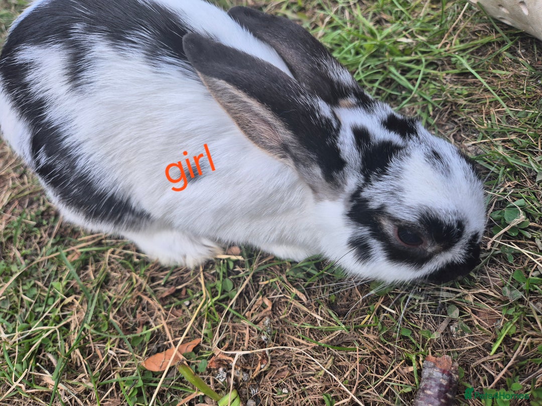 English rabbits for sale: Bunnies available - Image 1