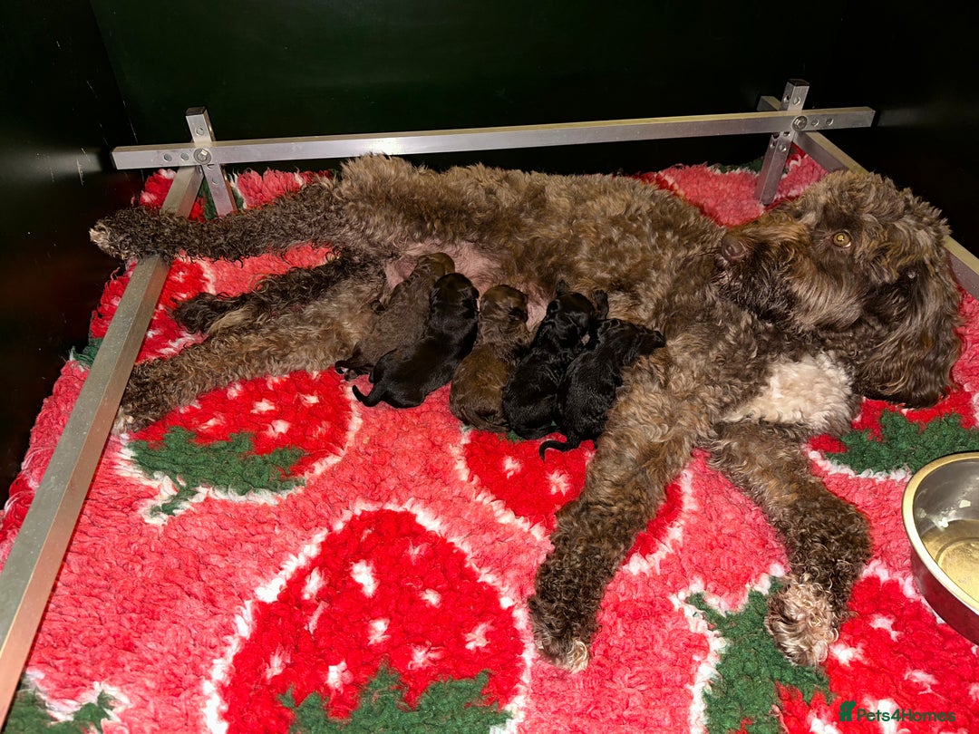 Labradoodle dogs for sale: Our Final Available Puppy - Ready 4th January  - Advert 5