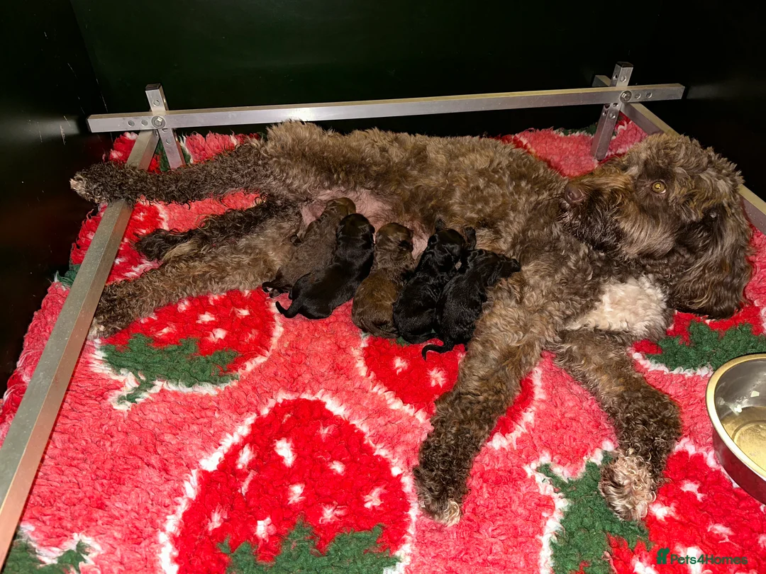 Labradoodle dogs for sale: Our Final Available Puppy - Ready 4th January  - Advert 5