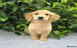 Golden Retriever dogs for sale: Golden Retriever puppies  - Image 2