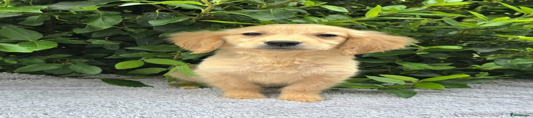 Golden Retriever Puppy 2