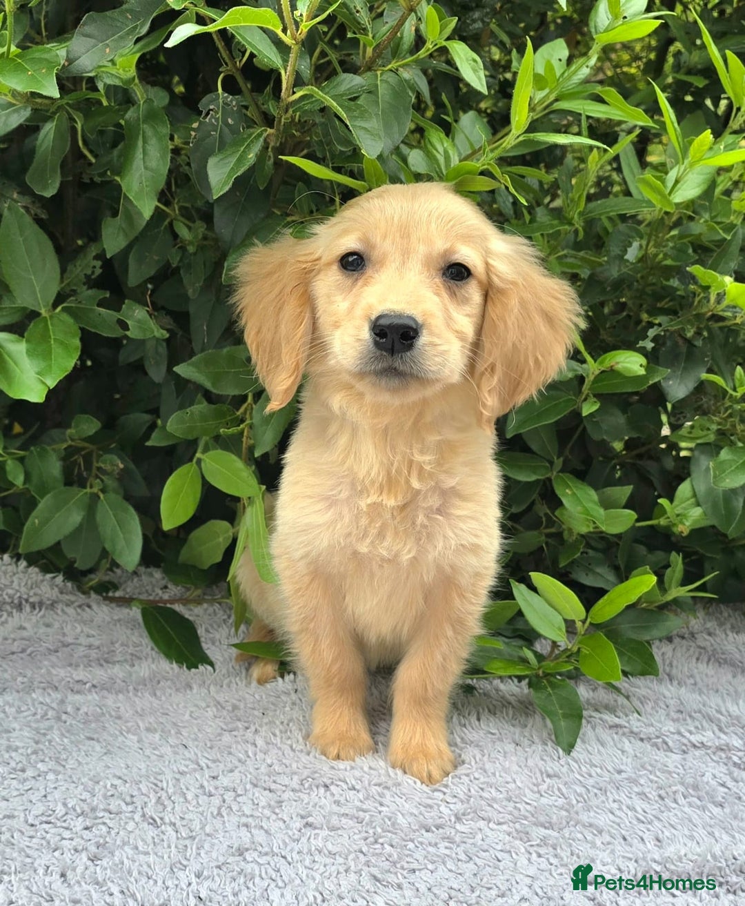 Golden Retriever dogs for sale: Golden Retriever puppies  - Image 2