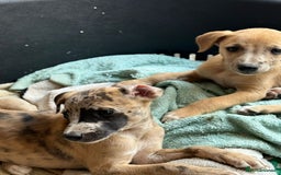 Whippet dogs for sale: 99% whippets (Merle) - Image 8
