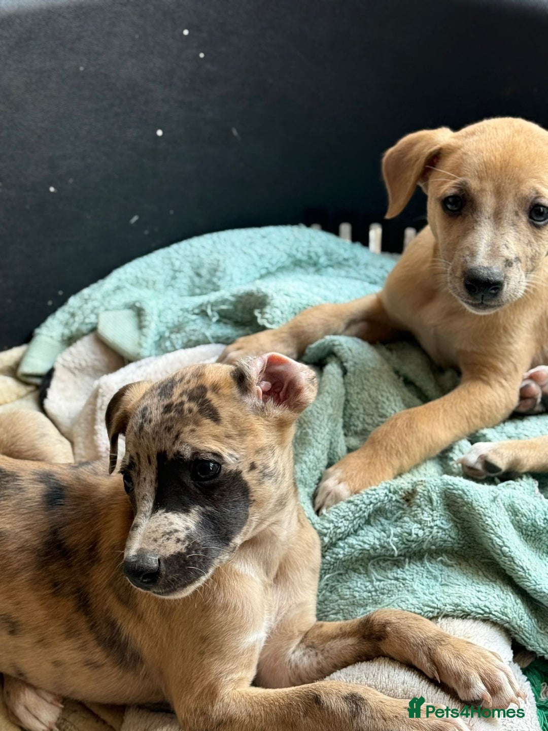 Whippet dogs for sale: 99% whippets (Merle) - Image 8