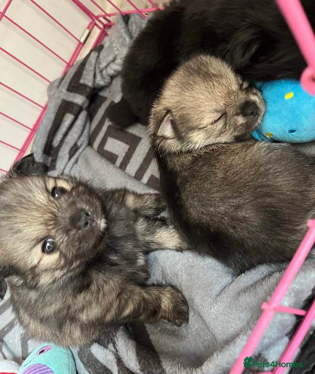 Pomchi dogs for sale: 3 pomchis looking for there forever homes 🐶 - Image 2