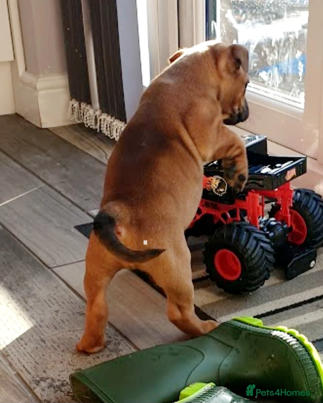 Staffordshire Bull Terrier dogs for stud: Red Staffordshire Bull Terrier Stud in Wolverhampton - Advert 20