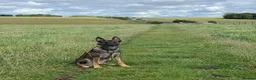 Belgian Shepherd Dog dogs for sale: *Urgent* 1 year old belgian malinois to be rehomed - Advert 7