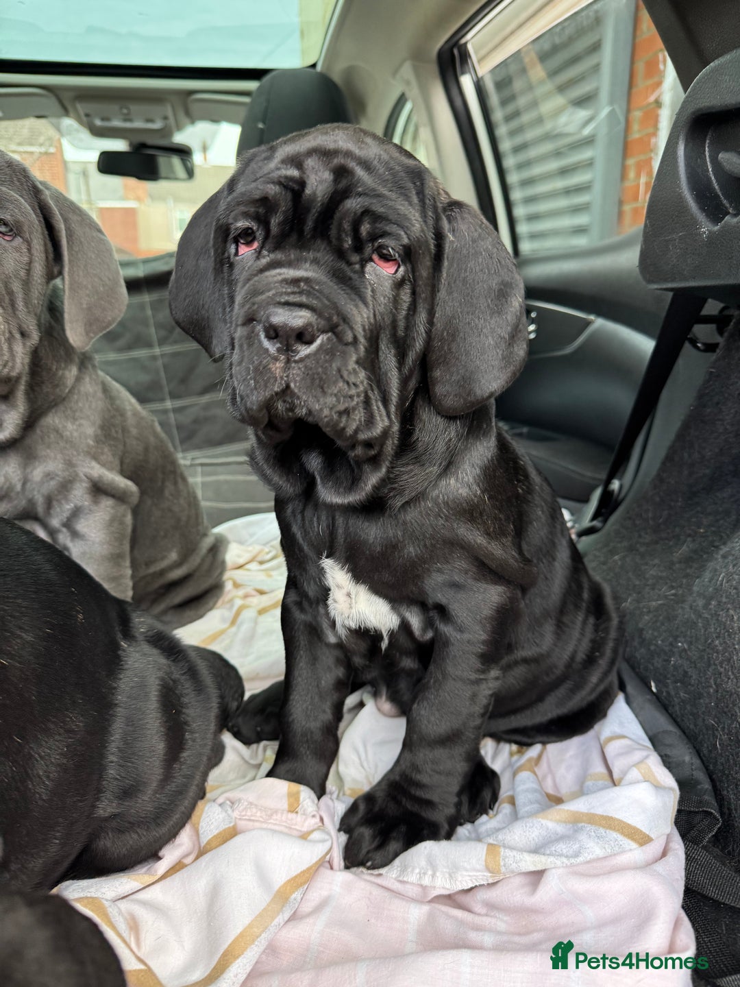 Mastiff dogs for sale: 2 Neapolitan mastiff puppies black girls  - Advert 4