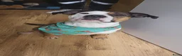 Mixed Breed dogs for sale: Looking to rehome  - Advert 10