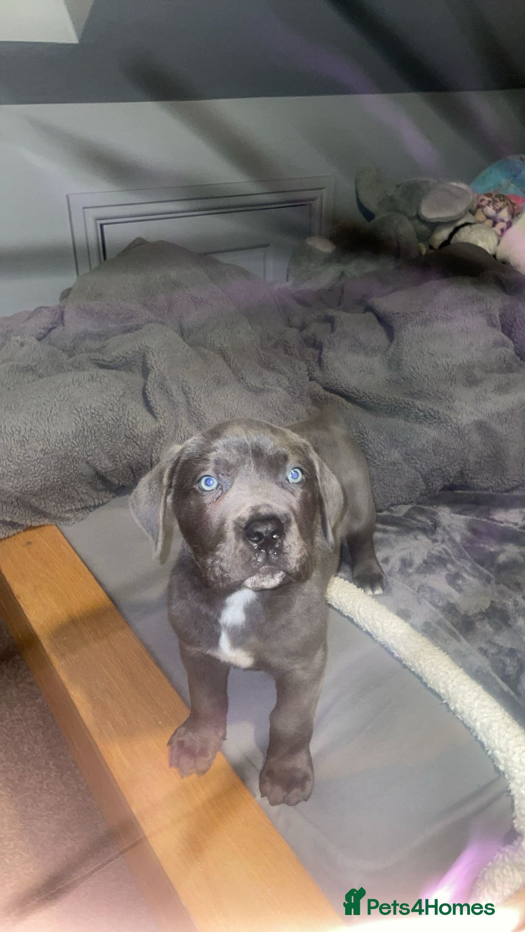 Cane Corso dogs for sale: Looking for Forever Home 🏠 - Advert 12