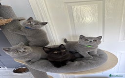 British Shorthair cats for sale: Gccf registered pedigrees kittens - Image 4