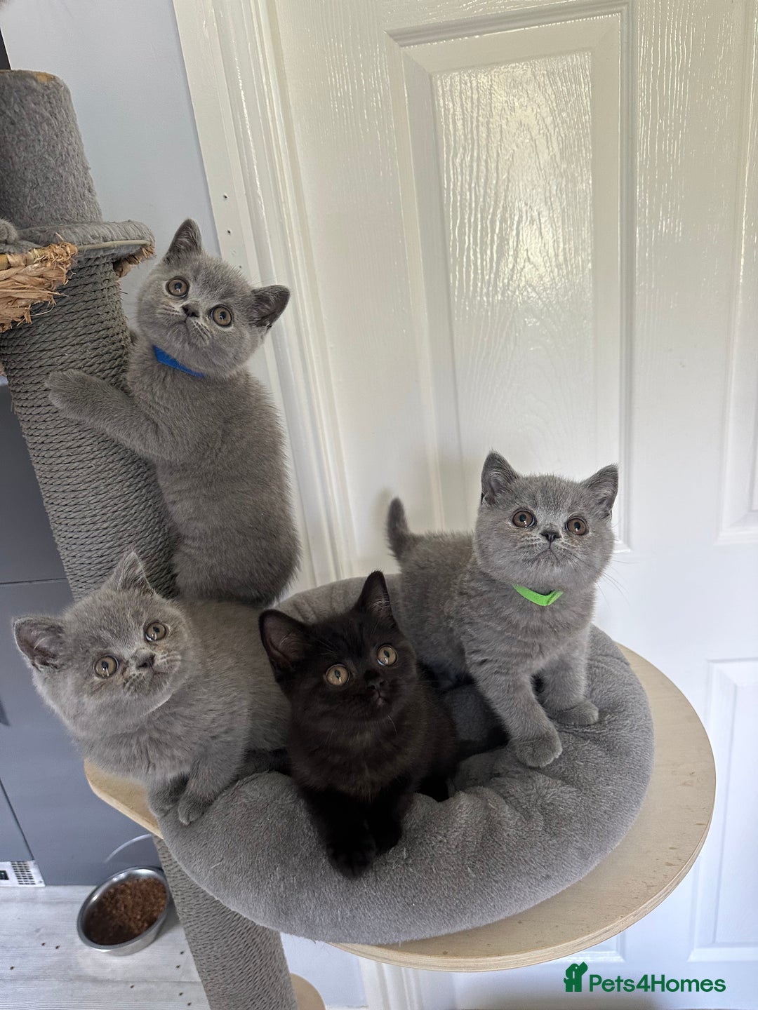 British Shorthair cats for sale: Gccf registered pedigrees kittens - Image 4