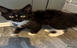 Maine Coon cats for sale: Fluffy back half maincoon kitten  - Image 1