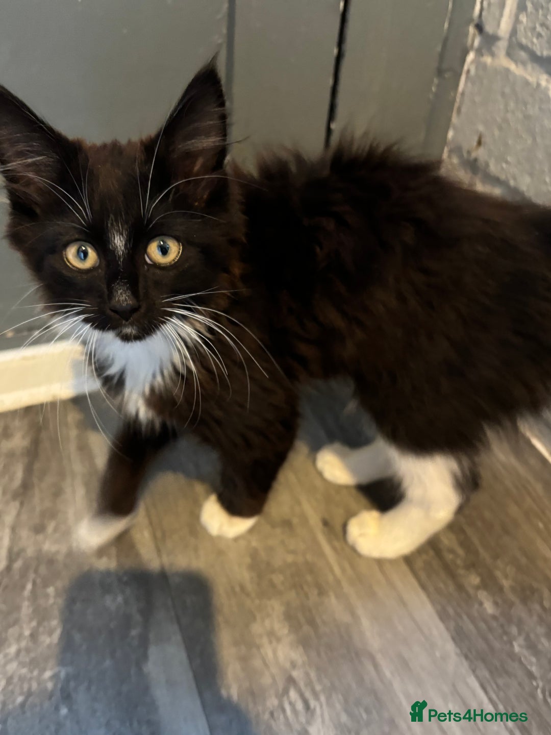 Maine Coon cats for sale: Fluffy back half maincoon kitten  - Image 1