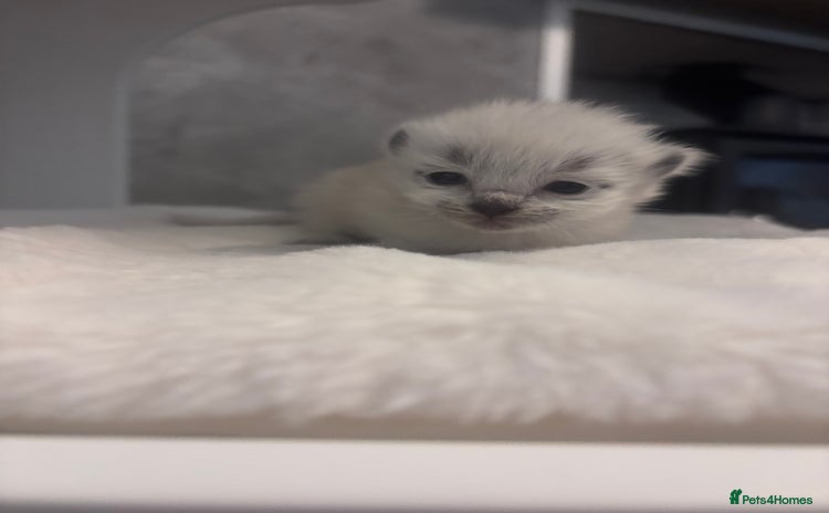 Ragdoll cats for sale - Advert 2