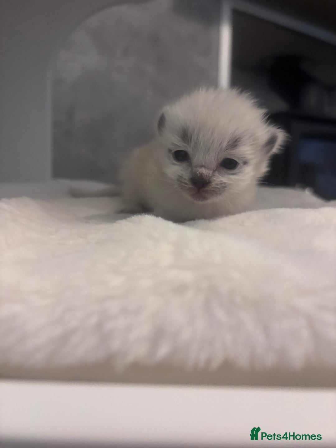 Ragdoll cats for sale: One gorgeous Ragdoll kitten available  - Image 1