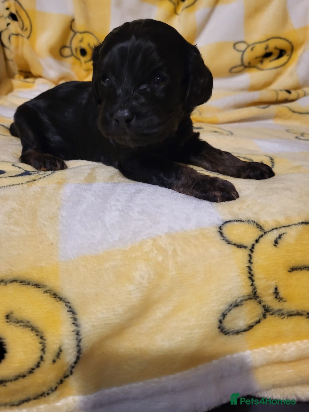 Cavapoo dogs for sale: Cavapoo - Advert 11