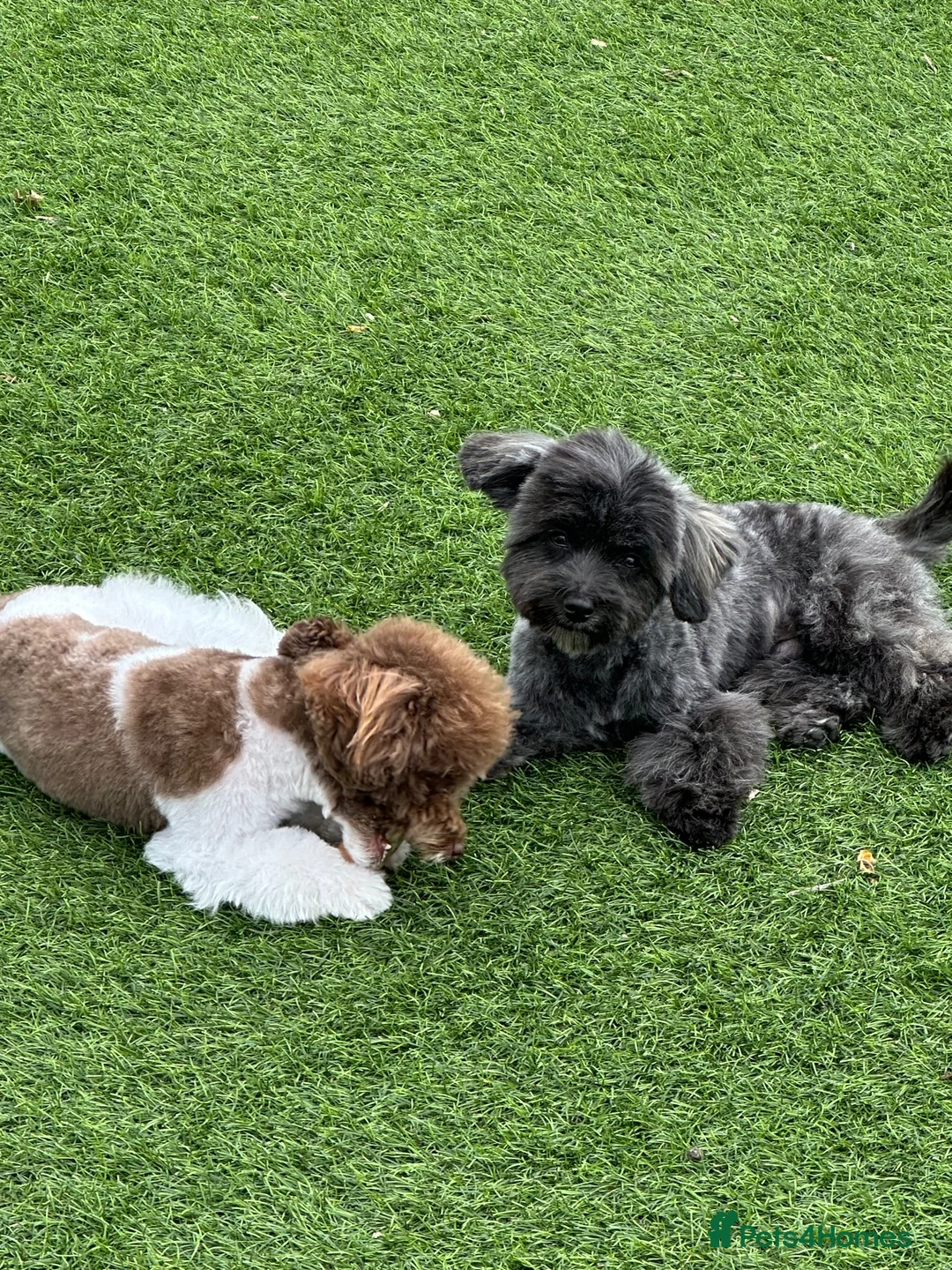 Maltipoo dogs for sale: 🐾 Buddy – Tiny Asian Maltipoo 8mths old - Advert 11
