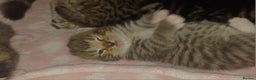 Bengal cats for sale: Gorgeous litter of half bengal babies - Advert 4