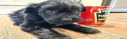 Cockapoo dogs for sale: Beautiful toy size cockatoo girl Puppy - Advert 3