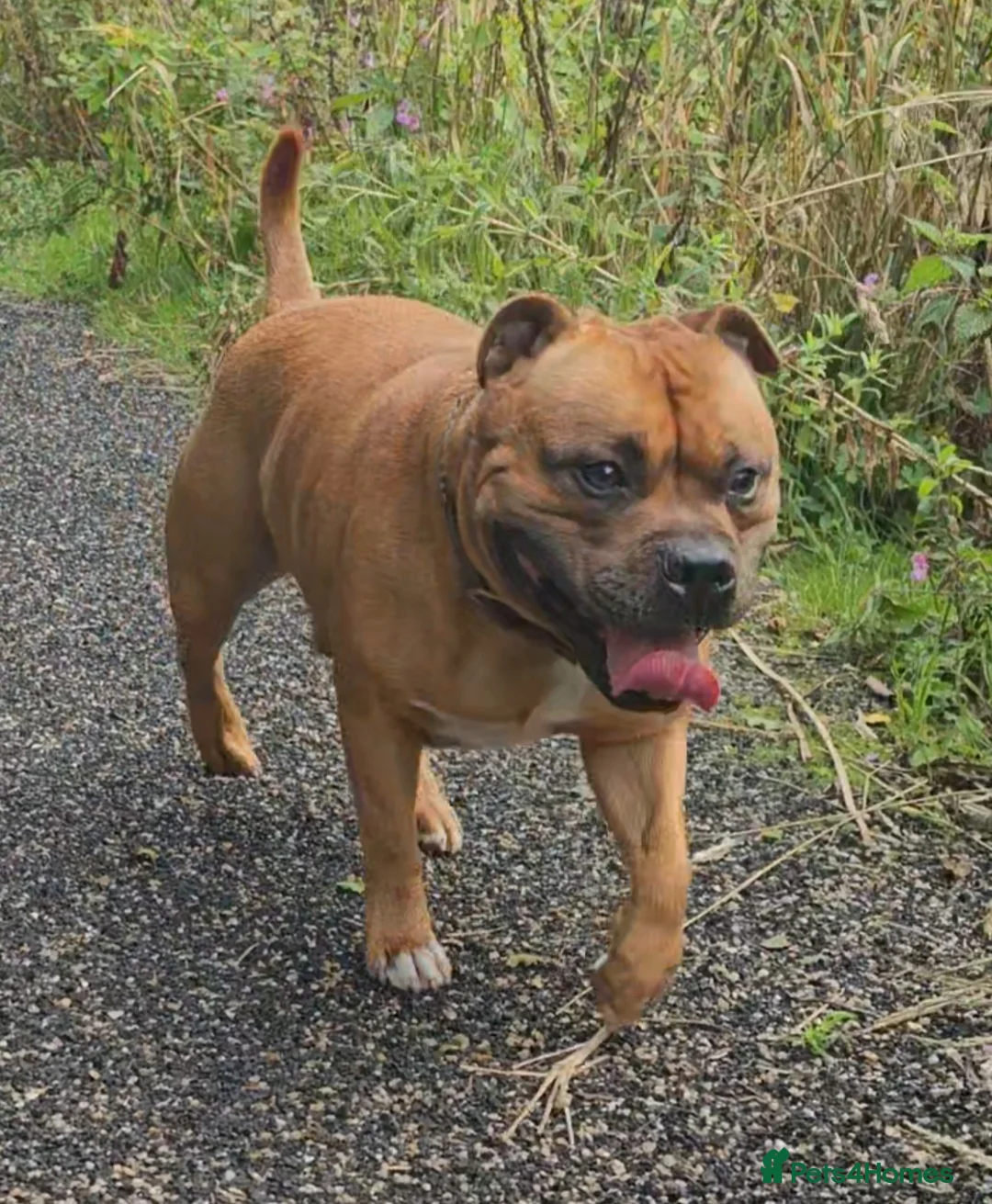 Staffordshire Bull Terrier dogs for stud: 🥨THE RED DREAMTEAM.🥨 Exceptional temprements. in Rochdale - Advert 7