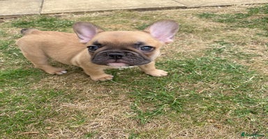 French Bulldog dogs - Advert 14