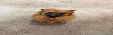 Pomeranian 1