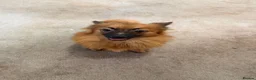 Pomeranian dogs for sale: Puppies  - Advert 5