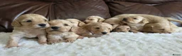 Cockapoo dogs for sale: DNA Health Tested Cockapoos Apricot/Golden - Advert 24