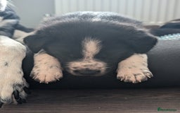 Border Collie dogs for sale: Collie mix puppies looking for their families! - Image 25