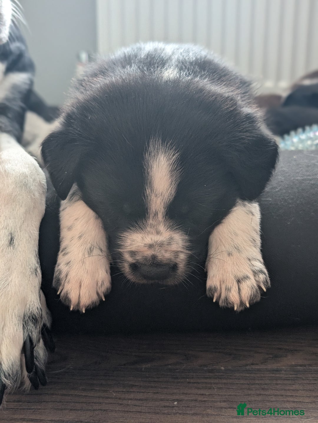 Border Collie dogs for sale: Collie mix puppies looking for their families! - Image 25