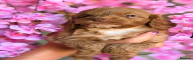 Maple